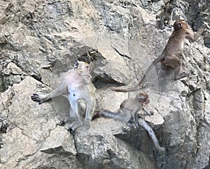 Monkeys at Amphoe Takua Thungâ©, Phangngaâ©, Thailand